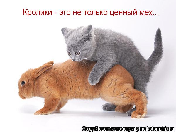 Кролики - это не только ценный мех...... Котоматрица: Кролики - это не только ценный мех...