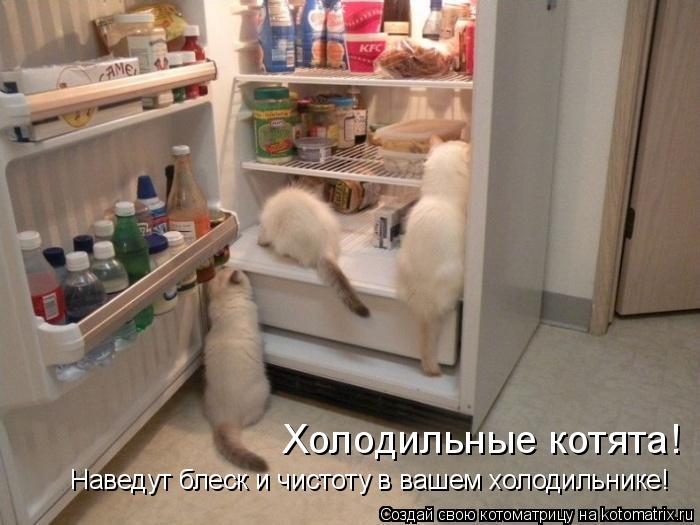 Наведут блеск и чистоту в вашем холодильнике! Холодильные котята!... Котоматрица: Наведут блеск и чистоту в вашем холодильнике! Холодильные котята!