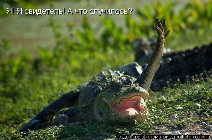 Я! Я свидетель! А что случилось?... Котоматрица: Я! Я свидетель! А что случилось?