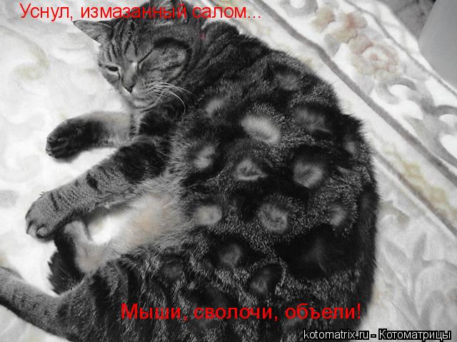 Уснул, измазанный салом... Мыши, сволочи, объели!... Котоматрица: Уснул, измазанный салом... Мыши, сволочи, объели!
