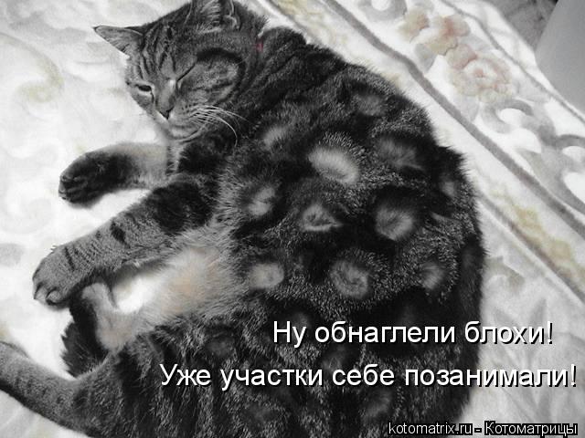 Ну обнаглели блохи! Уже участки себе позанимали!... Котоматрица: Ну обнаглели блохи! Уже участки себе позанимали!