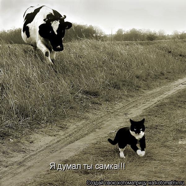 Я думал ты самка!!!... Котоматрица: Я думал ты самка!!!