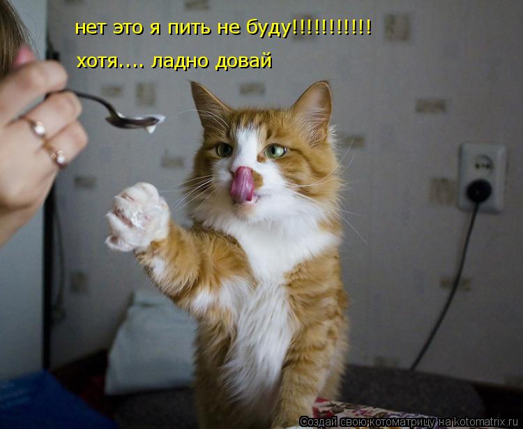нет это я пить не буду!!!!!!!!!!! хотя.... ладно довай... Котоматрица: нет это я пить не буду!!!!!!!!!!! хотя.... ладно довай