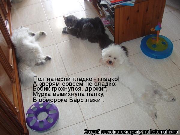Бобик грохнулся, дрожит, Мурка вывихнула лапку, В обмороке Барс лежит. А зверям совсем не сладко: Пол... Котоматрица: Бобик грохнулся, дрожит, Мурка вывихнула лапку, В обмороке Барс лежит. А зверям совсем не сладко: Пол натерли гладко - гладко!