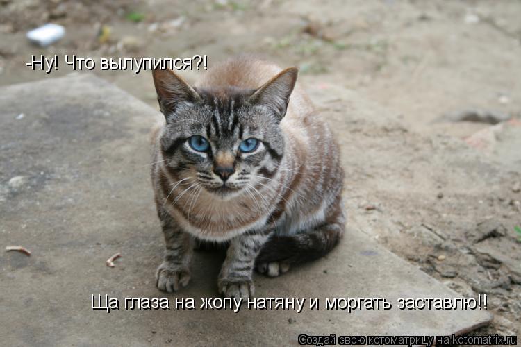 -Ну! Что вылупился?! Ща глаза на жопу натяну и моргать заставлю!!... Котоматрица: -Ну! Что вылупился?! Ща глаза на жопу натяну и моргать заставлю!!