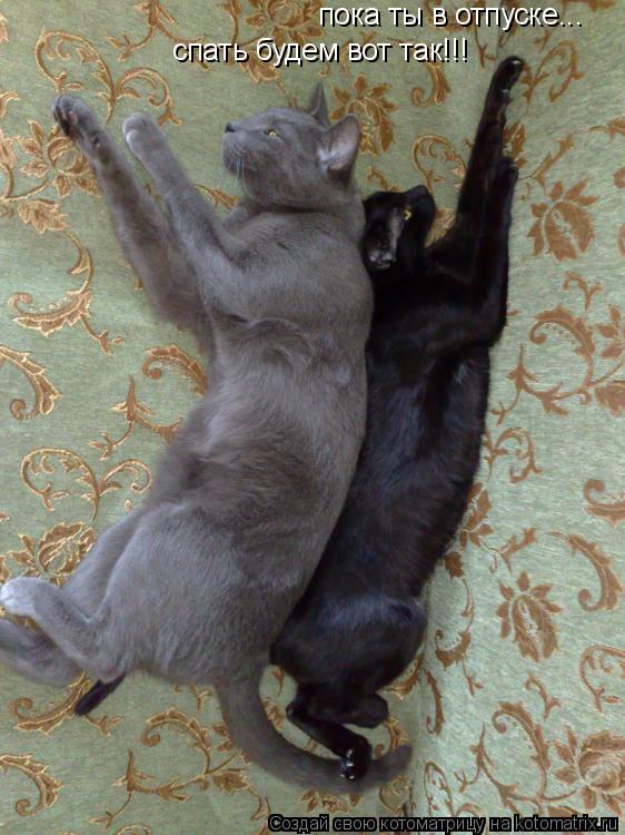пока ты в отпуске... спать будем вот так!!!... Котоматрица: пока ты в отпуске... спать будем вот так!!!
