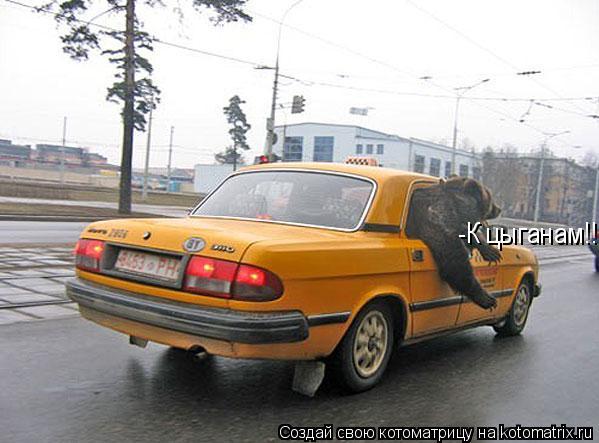 -К цыганам!!!... Котоматрица: -К цыганам!!!