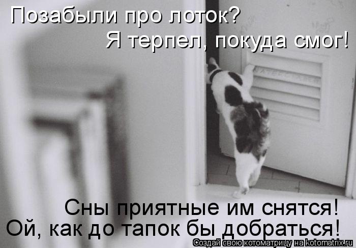 Котоматрица: Позабыли про лоток? Я терпел, покуда смог! Ой, как до тапок бы добраться! Сны приятные им снятся!