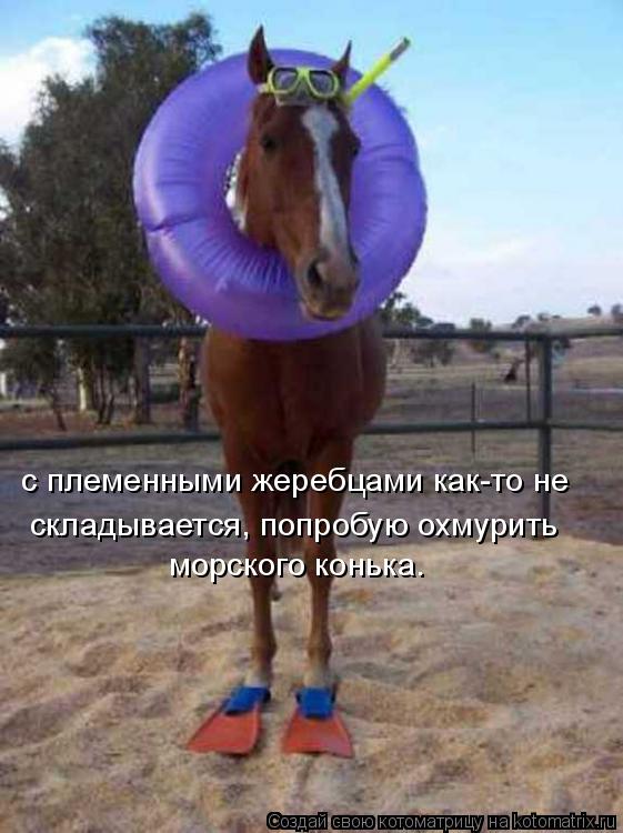 Котоматрица: с племенными жеребцами как-то не  складывается, попробую охмурить морского конька.