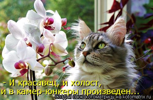 - И красавец, и холост, и в камер-юнкеры произведен...... Котоматрица: - И красавец, и холост, и в камер-юнкеры произведен...
