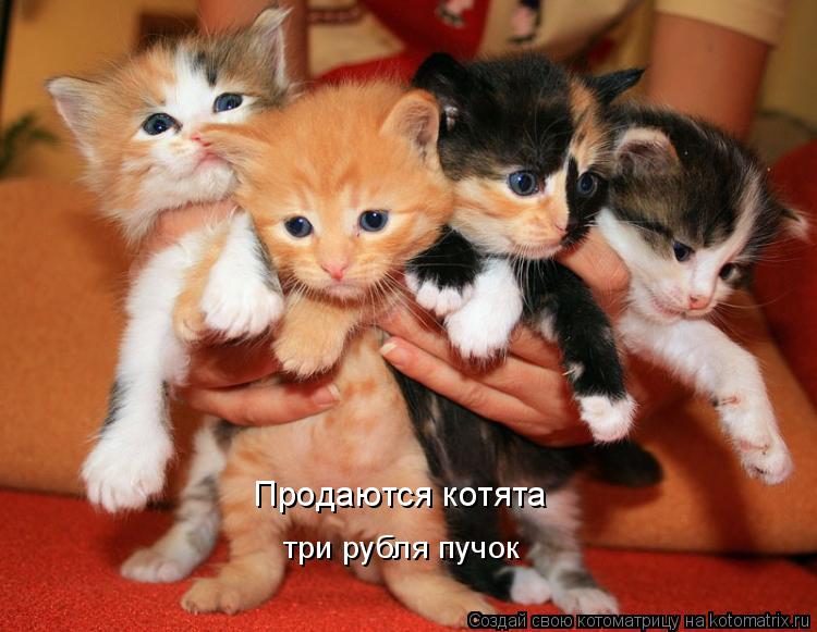 Продаются котята три рубля пучок... Котоматрица: Продаются котята три рубля пучок