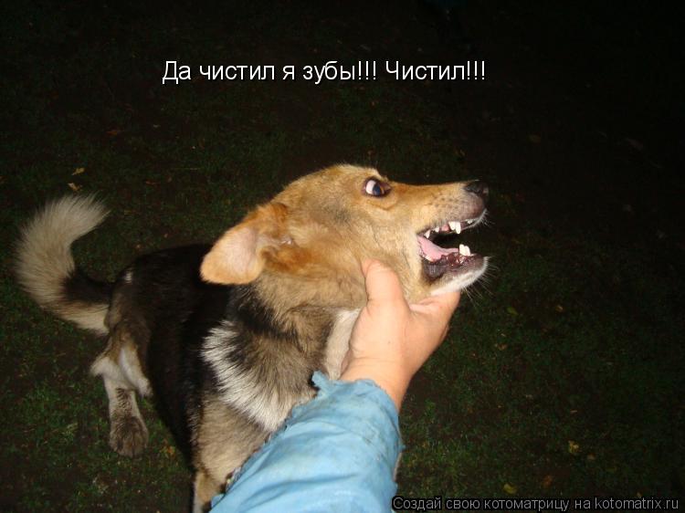 Да чистил я зубы!!! Чистил!!!... Котоматрица: Да чистил я зубы!!! Чистил!!!