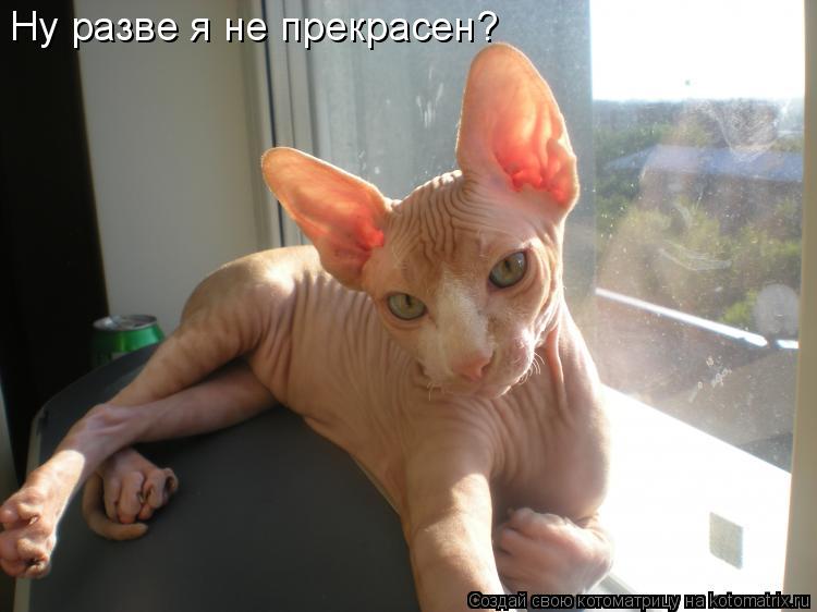 Ну разве я не прекрасен?... Котоматрица: Ну разве я не прекрасен?