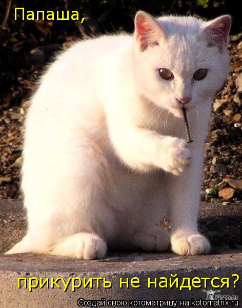 прикурить не найдется? Папаша,... Котоматрица: прикурить не найдется? Папаша,