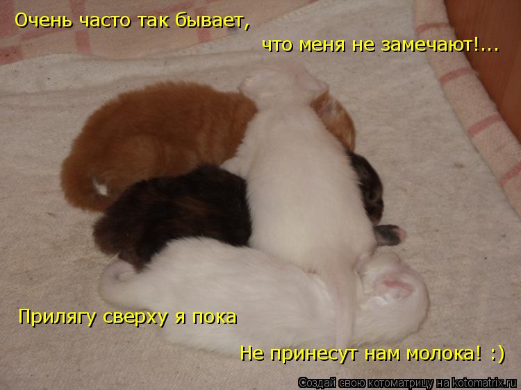 Очень часто так бывает, что меня не замечают!... Прилягу сверху я пока Не принесут нам молока! :)... Котоматрица: Очень часто так бывает, что меня не замечают!... Прилягу сверху я пока Не принесут нам молока! :)