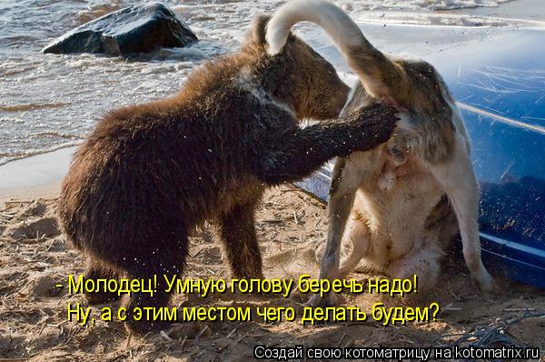 Котоматрица: - Молодец! Умную голову беречь надо! Ну, а с этим местом чего делать будем?