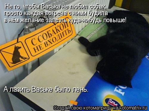 Котоматрица: Не то, чтобы Васька не любил собак, просто каждая встреча с ними будила в нём желание залезть куда-нибудь повыше! А лазить Ваське было лень.