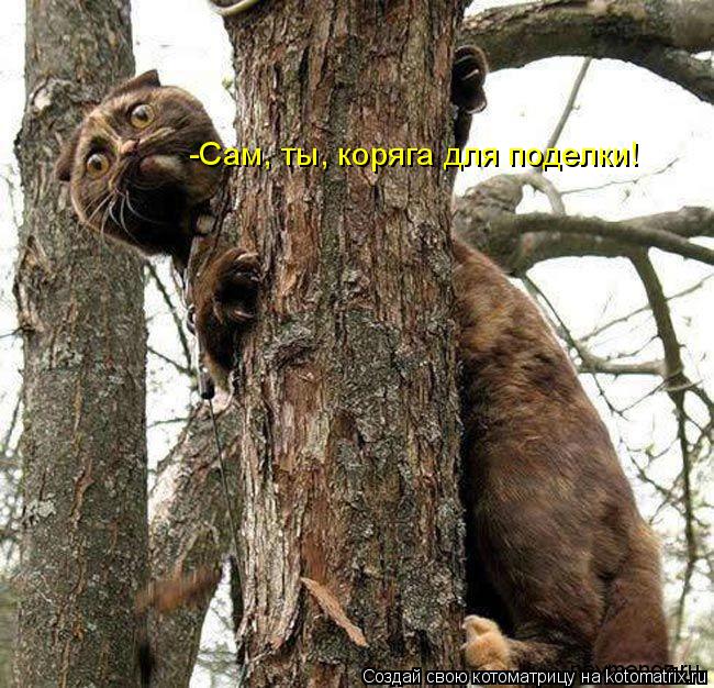 Котоматрица: -Сам, ты, коряга для поделки!