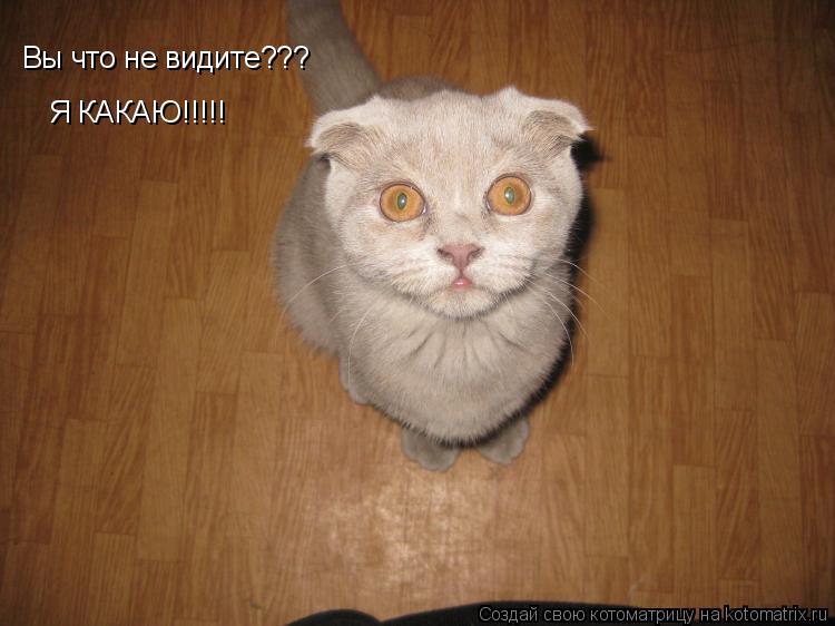 Вы что не видите??? Я КАКАЮ!!!!!... Котоматрица: Вы что не видите??? Я КАКАЮ!!!!!
