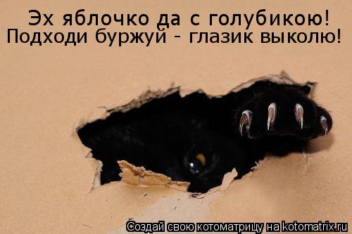 Эх яблочко да с голубикою! Подходи буржуй - глазик выколю!... Котоматрица: Эх яблочко да с голубикою! Подходи буржуй - глазик выколю!