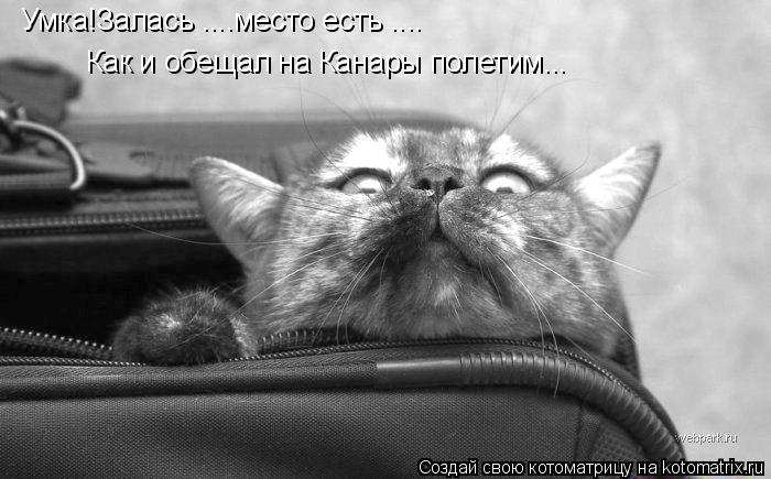 Умка!Залась ....место есть .... Как и обещал на Канары полетим...... Котоматрица: Умка!Залась ....место есть .... Как и обещал на Канары полетим...