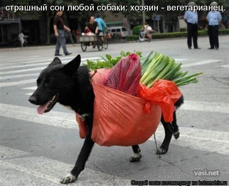 Котоматрица: страшный сон любой собаки: хозяин - вегетарианец.