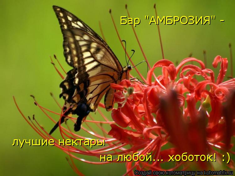 Бар "АМБРОЗИЯ" - лучшие нектары на любой... хоботок! :)... Котоматрица: Бар "АМБРОЗИЯ" - лучшие нектары на любой... хоботок! :)