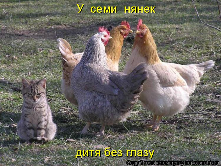 У семи нянек дитя без глазу... Котоматрица: У семи нянек дитя без глазу