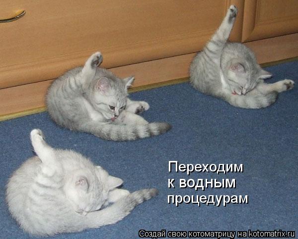 Переходим к водным процедурам... Котоматрица: Переходим к водным процедурам