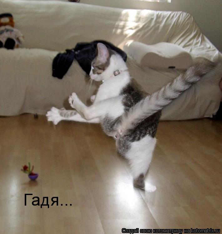 Гадя...... Котоматрица: Гадя...