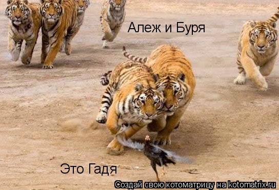 Это Гадя Алеж и Буря... Котоматрица: Это Гадя Алеж и Буря