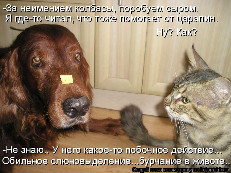 Я где-то читал, что тоже помогает от царапин. -За неимением колбасы, поробуем сыром. Ну? Как? -Не зна... Котоматрица: Я где-то читал, что тоже помогает от царапин. -За неимением колбасы, поробуем сыром. Ну? Как? -Не знаю.. У него какое-то побочное действие... Обил