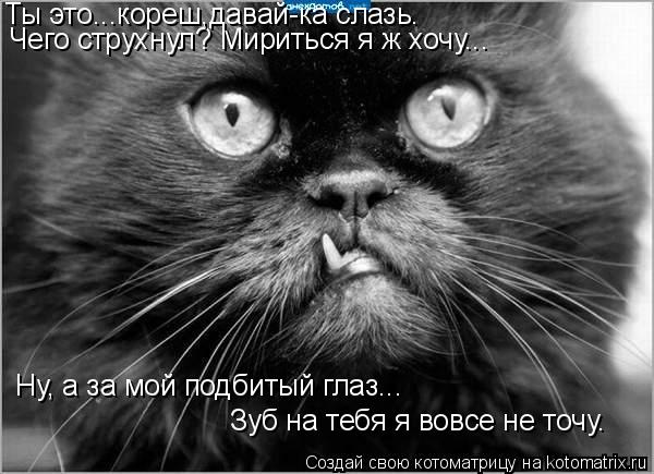 Котоматрица: Ну, а за мой подбитый глаз...  Зуб на тебя я вовсе не точу. Чего струхнул? Мириться я ж хочу... Ты это...кореш,давай-ка слазь.