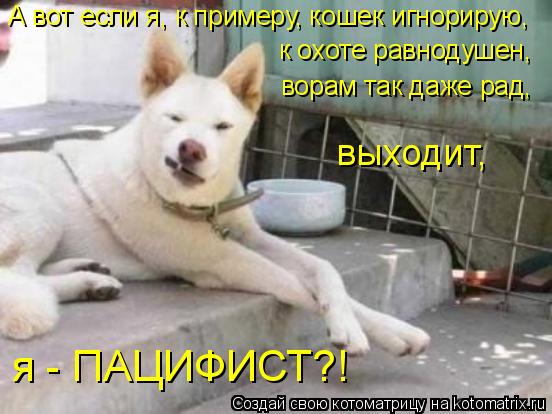 Котоматрица: А вот если я, к примеру, кошек игнорирую,  к охоте равнодушен, ворам так даже рад, выходит,  я - ПАЦИФИСТ?!