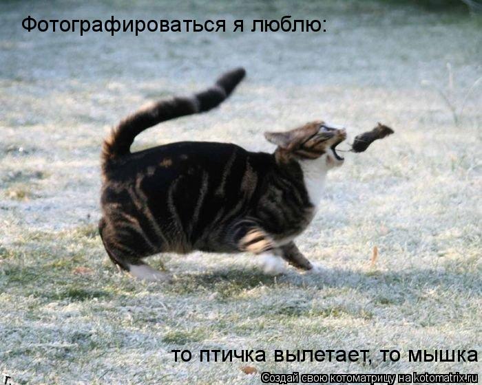 Котоматрица: Фотографироваться я люблю: то птичка вылетает, то мышка