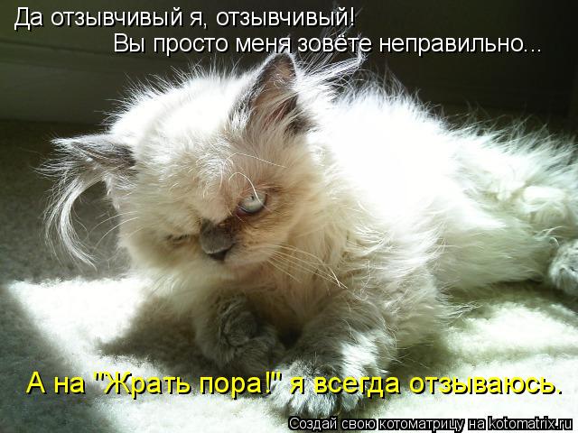 Да отзывчивый я, отзывчивый! Вы просто меня зовёте неправильно... А на "Жрать пора!" я всегда отзываю... Котоматрица: Да отзывчивый я, отзывчивый! Вы просто меня зовёте неправильно... А на "Жрать пора!" я всегда отзываюсь.