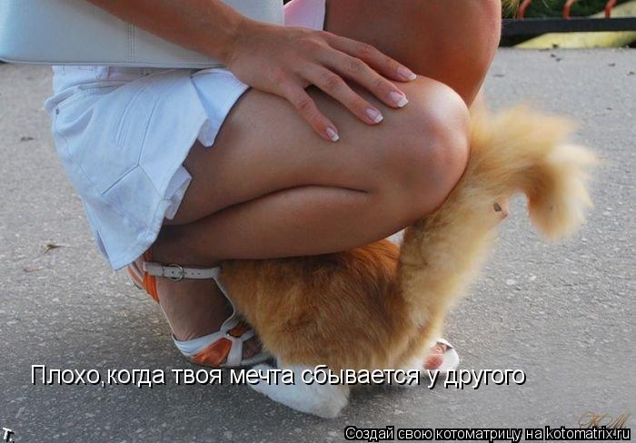 Плохо,когда твоя мечта сбывается у другого... Котоматрица: Плохо,когда твоя мечта сбывается у другого