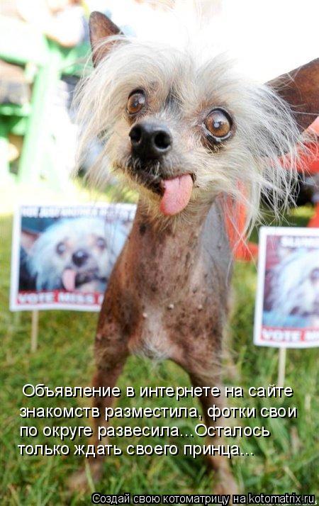 Объявление в интернете на сайте знакомств разместила, фотки свои по округе развесила...Осталось толь... Котоматрица: Объявление в интернете на сайте знакомств разместила, фотки свои по округе развесила...Осталось только ждать своего принца...