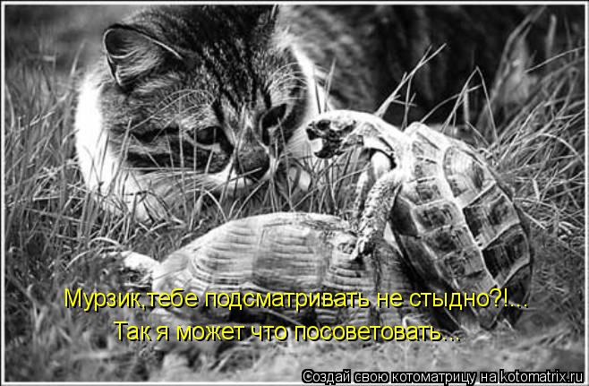 Мурзик,тебе подсматривать не стыдно?!... Так я может что посоветовать...... Котоматрица: Мурзик,тебе подсматривать не стыдно?!... Так я может что посоветовать...