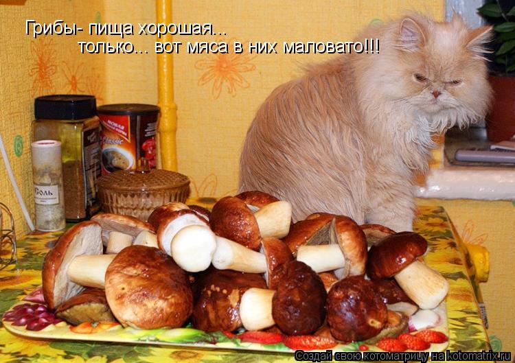 Грибы- пища хорошая... только... вот мяса в них маловато!!!... Котоматрица: Грибы- пища хорошая... только... вот мяса в них маловато!!!