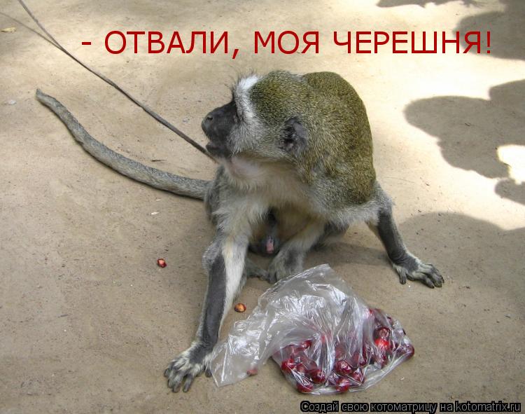 - ОТВАЛИ, МОЯ ЧЕРЕШНЯ!... Котоматрица: - ОТВАЛИ, МОЯ ЧЕРЕШНЯ!