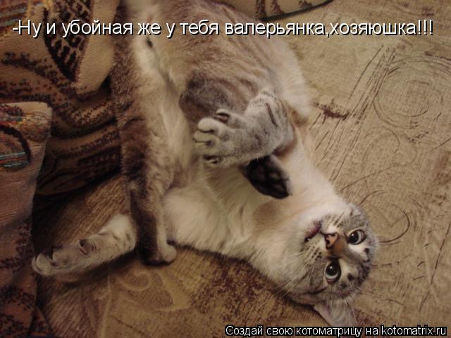 -Ну и убойная же у тебя валерьянка,хозяюшка!!!... Котоматрица: -Ну и убойная же у тебя валерьянка,хозяюшка!!!