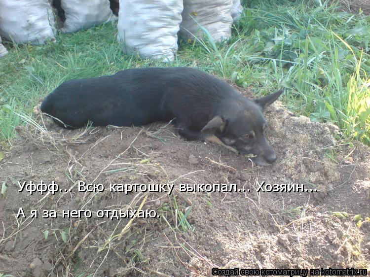 Уффф... Всю картошку выкопал... Хозяин... А я за него отдыхаю.... Котоматрица: Уффф... Всю картошку выкопал... Хозяин... А я за него отдыхаю.