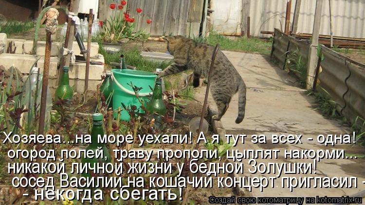 Котоматрица: - некогда сбегать! никакой личной жизни у бедной Золушки!  огород полей, траву прополи, цыплят накорми...  Хозяева...на море уехали! А я тут за в