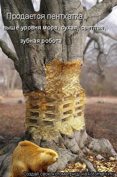 Продается пентхатка, выше уровня моря, сухая, светлая, зубная робота... Котоматрица: Продается пентхатка, выше уровня моря, сухая, светлая, зубная робота