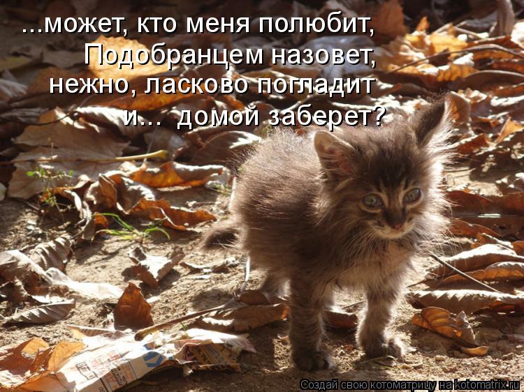 ...может, кто меня полюбит, Подобранцем назовет, нежно, ласково погладит и... домой заберет?... Котоматрица: ...может, кто меня полюбит, Подобранцем назовет, нежно, ласково погладит и... домой заберет?