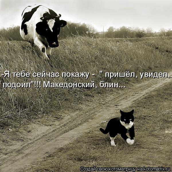 -Я тебе сейчас покажу - " пришёл, увидел, подоил"!!! Македонский, блин...... Котоматрица: -Я тебе сейчас покажу - " пришёл, увидел, подоил"!!! Македонский, блин...