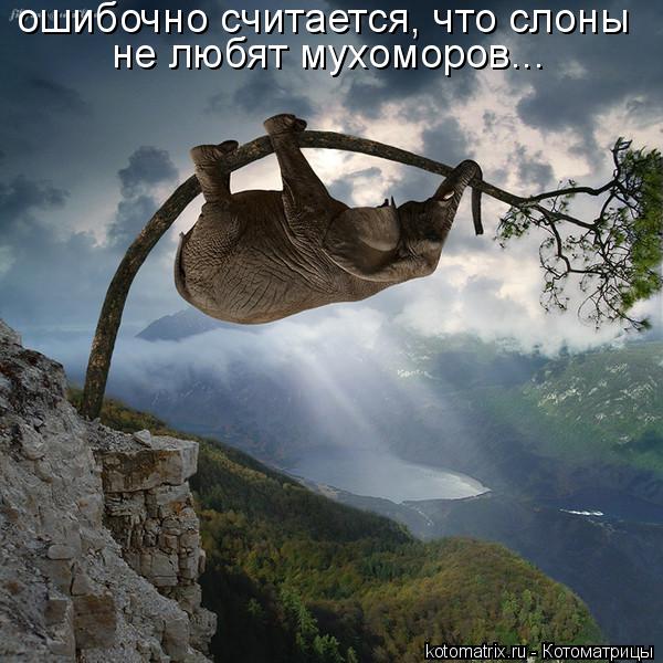 ошибочно считается, что слоны не любят мухоморов...... Котоматрица: ошибочно считается, что слоны не любят мухоморов...