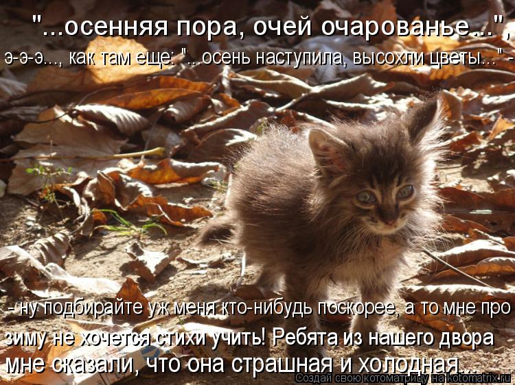 "...осенняя пора, очей очарованье...", "...э-э-э, как там еще: "...осень наступила, высохли цветы..."... Котоматрица: "...осенняя пора, очей очарованье...", "...э-э-э, как там еще: "...осень наступила, высохли цветы..." - ну подбирайте уж меня кто-нибудь поскорее, а т
