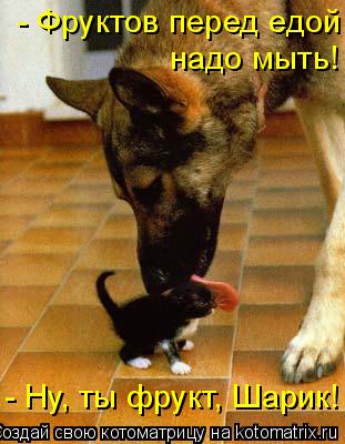 - Фруктов перед едой надо мыть! - Ну, ты фрукт, Шарик!... Котоматрица: - Фруктов перед едой надо мыть! - Ну, ты фрукт, Шарик!